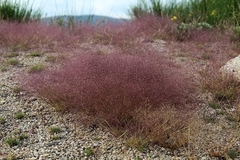 Agrostis delicatula