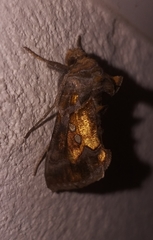 Chrysodeixis chalcites