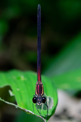 Hetaerina fuscoguttata