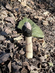 Phallus ravenelii