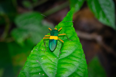 Paryphes flavocinctus