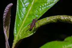 Leptoscelis quadrisignatus image