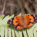 Kamehameha Butterfly - Photo (c) Dan Osipov, some rights reserved (CC BY-NC), uploaded by Dan Osipov