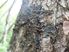 Leptogium hirsutum