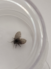 Clogmia albipunctata