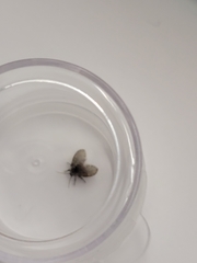 Clogmia albipunctata