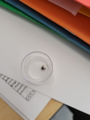 Clogmia albipunctata