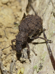 Lyperobates