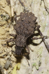 Lyperobates