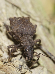 Lyperobates