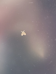 Clogmia albipunctata