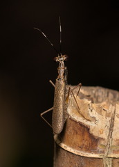 Hapalopeza