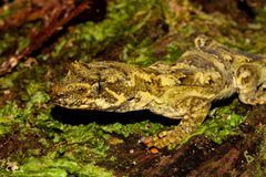 Mokopirirakau southern forest