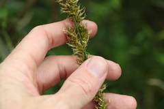Carex declinata