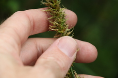 Carex declinata
