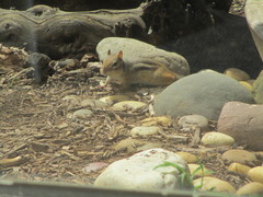 Tamias striatus