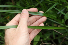 Carex declinata