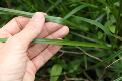 Carex declinata