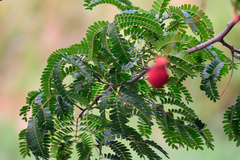 Parkia filicoidea