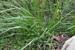 Carex declinata