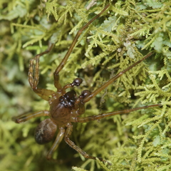 Nuisiana arboris