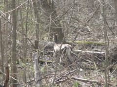 Odocoileus virginianus