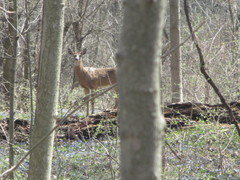 Odocoileus virginianus