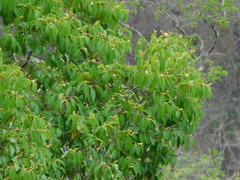 Cynophalla polyantha