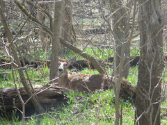 Odocoileus virginianus
