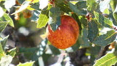 Atrusca brevipennata