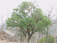 Cynophalla polyantha