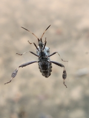 Leptoglossus clypealis