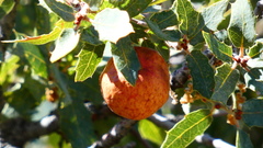 Atrusca brevipennata