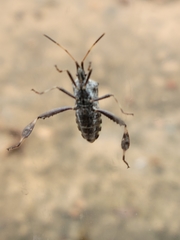 Leptoglossus clypealis