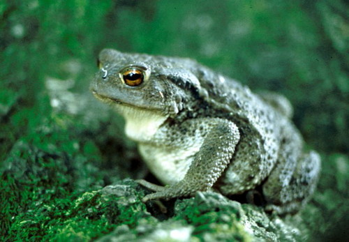Smeđa krastača (Bufo bufo)