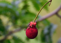 Parkia filicoidea