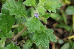 Ajuga sinuata