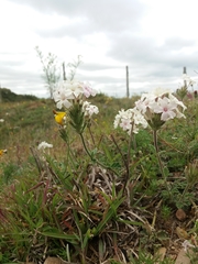 Glandularia platensis