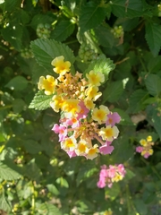 Lantana camara
