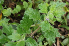 Ajuga sinuata