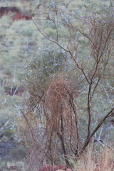 Duperreya commixta