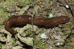 Australopacifica spectabilis