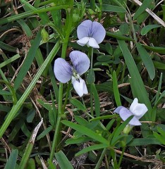 Vicia epetiolaris