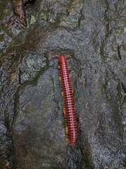 Rhinocricidae