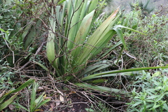 Doryanthes palmeri