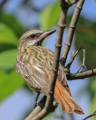 Myiodynastes luteiventris