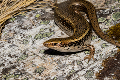 Oligosoma chloronoton