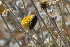 Acmaeodera maculifera