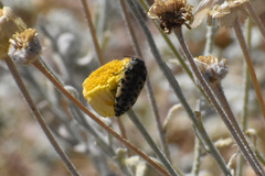 Acmaeodera maculifera