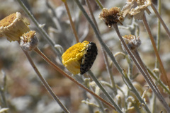 Acmaeodera maculifera
